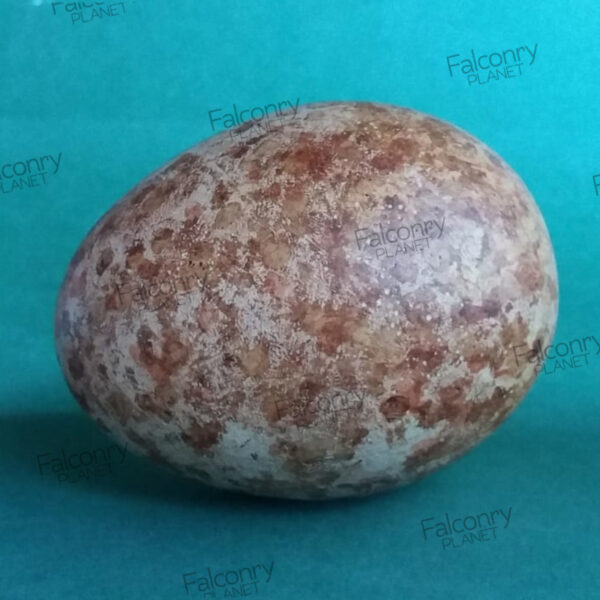 Réplicas de Huevos de Buitre Negro (3 UNIDADES) - Ahora tu tienda Online. Compra de forma cómodo y segura