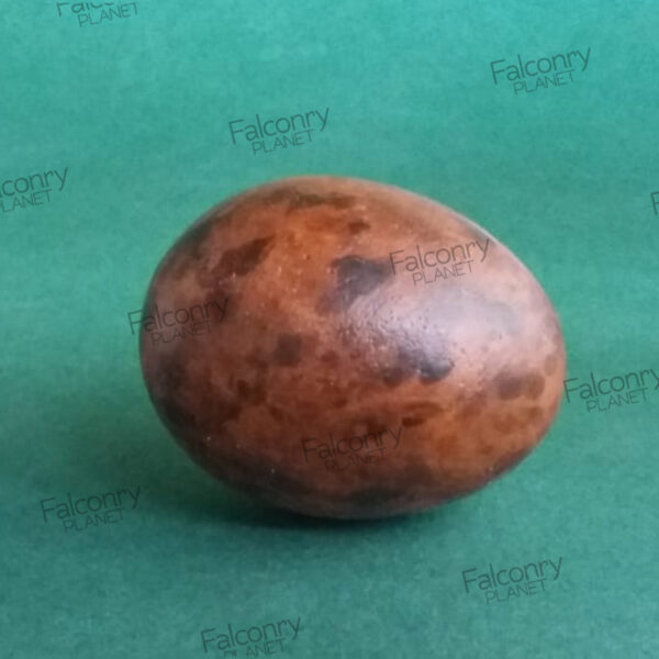 Réplicas de Huevos de Cernícalo Vulgar (3 UNIDADES) - Ahora tu tienda Online. Compra de forma cómodo y segura