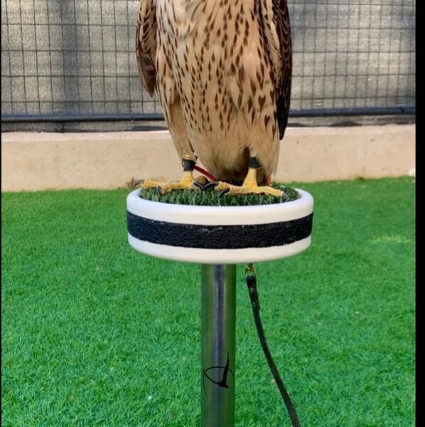 Caseta Para Rapaces Falconry Planet caseta-para-rapaces-falconry-planet